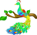 色彩斑斓孔雀