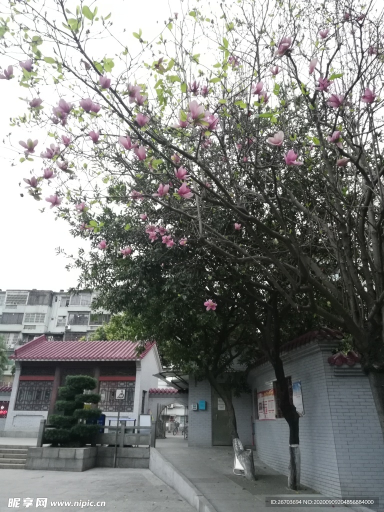 玉堂春花树