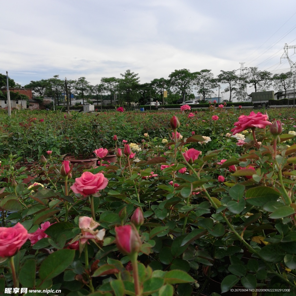 玫瑰花园风景
