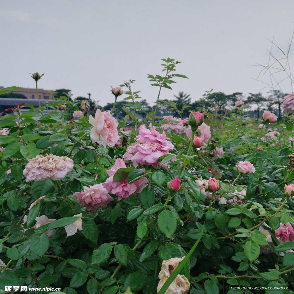 玫瑰花花园