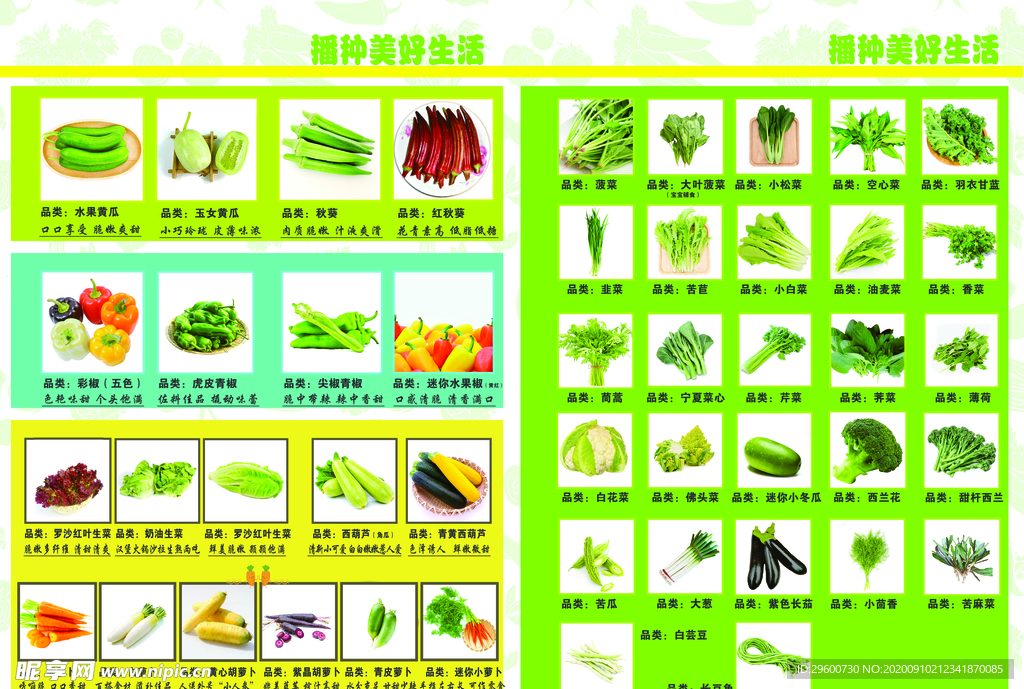 蔬菜DM单，超市DM单