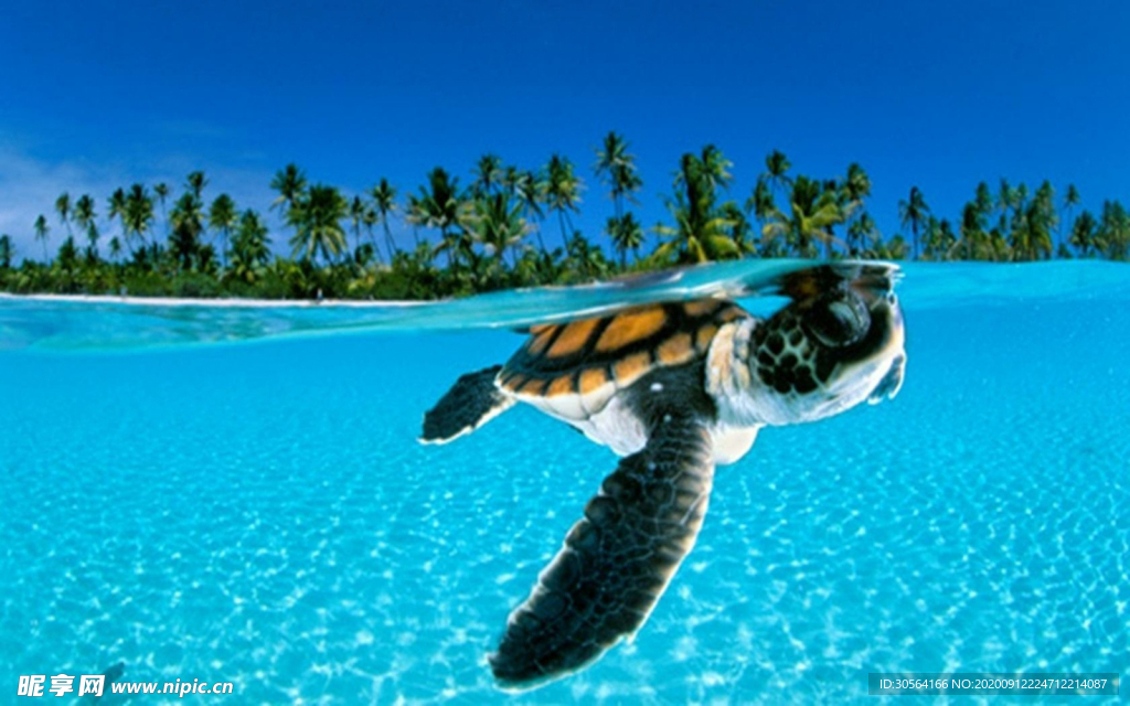 海龟乌龟自然生物生态素材