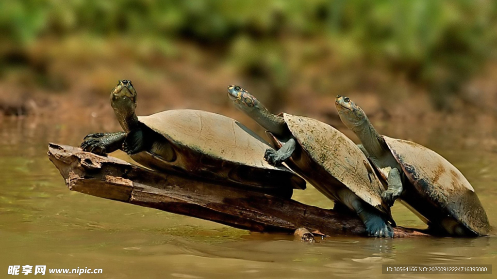 海龟乌龟自然生物生态素材