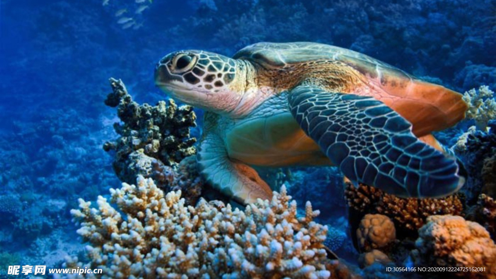 海龟乌龟自然生物生态素材