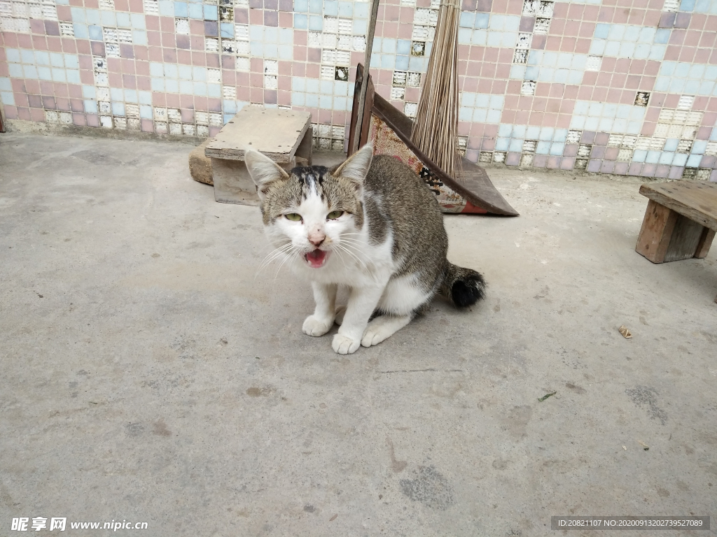 宠物猫 物  野生动物 哺乳