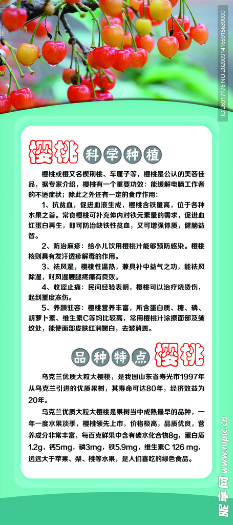 樱桃 简介 品种特点