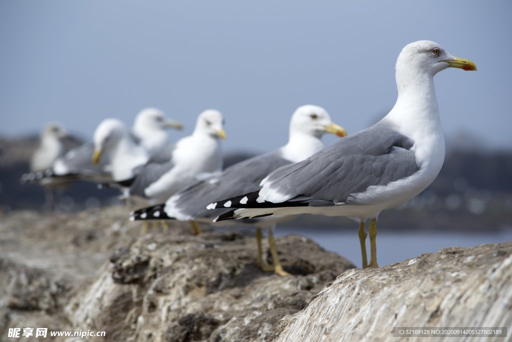 一排海鸥