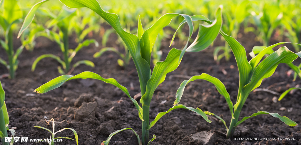 玉米苗