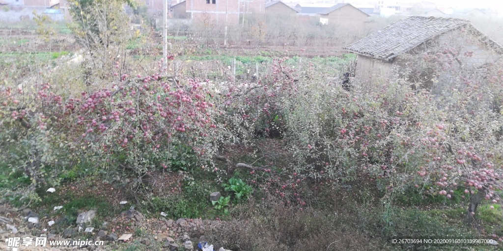 苹果果树风景