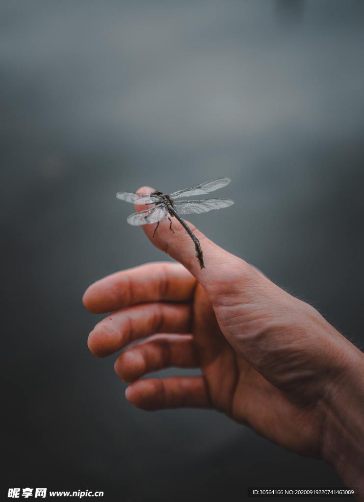 蜻蜓手指人物生态背景素材
