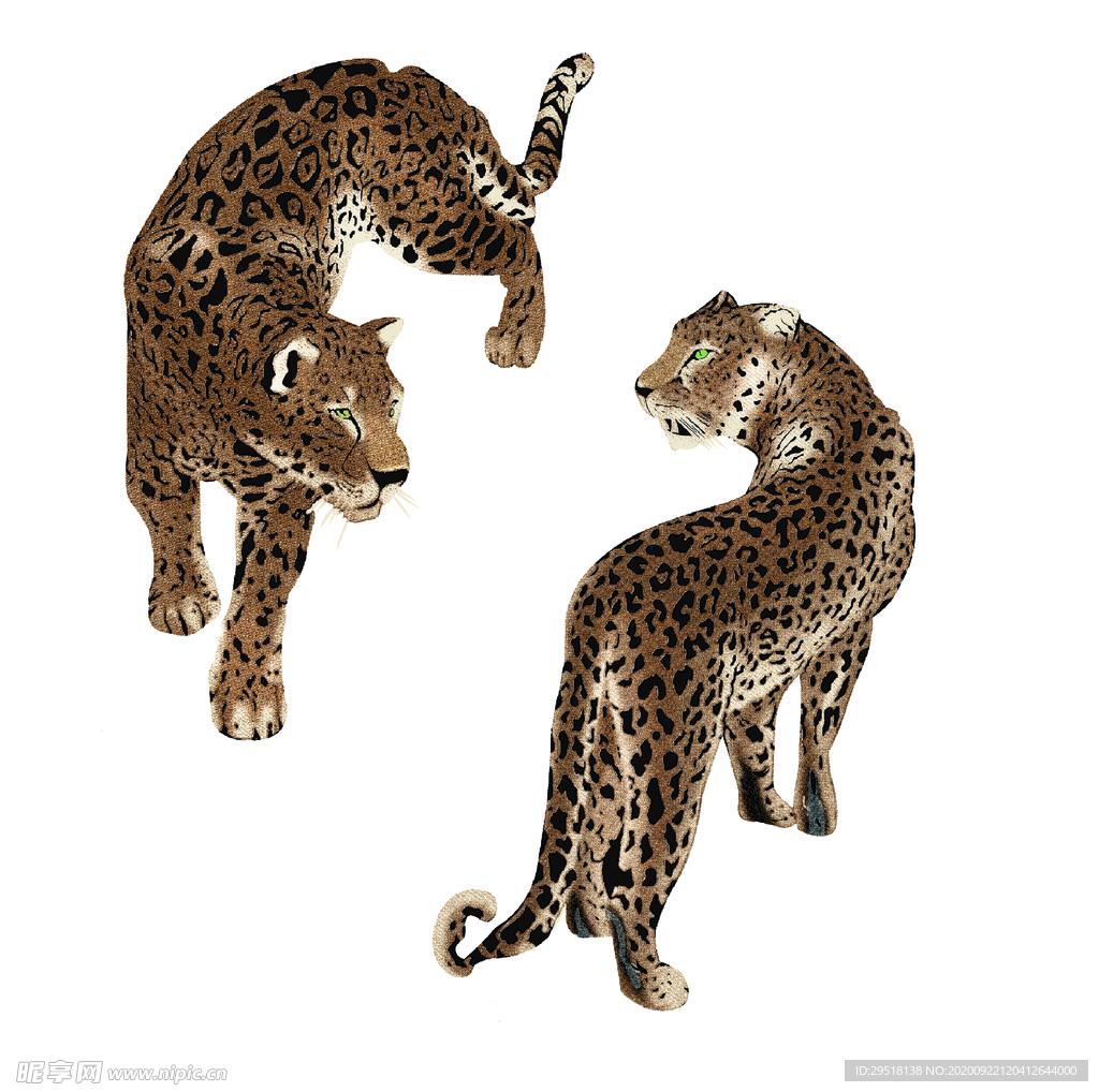 动物 大牌 豹子 老虎 印花