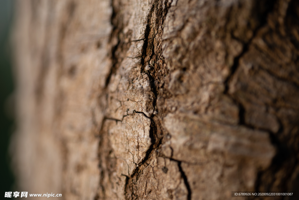 树皮纹路肌理