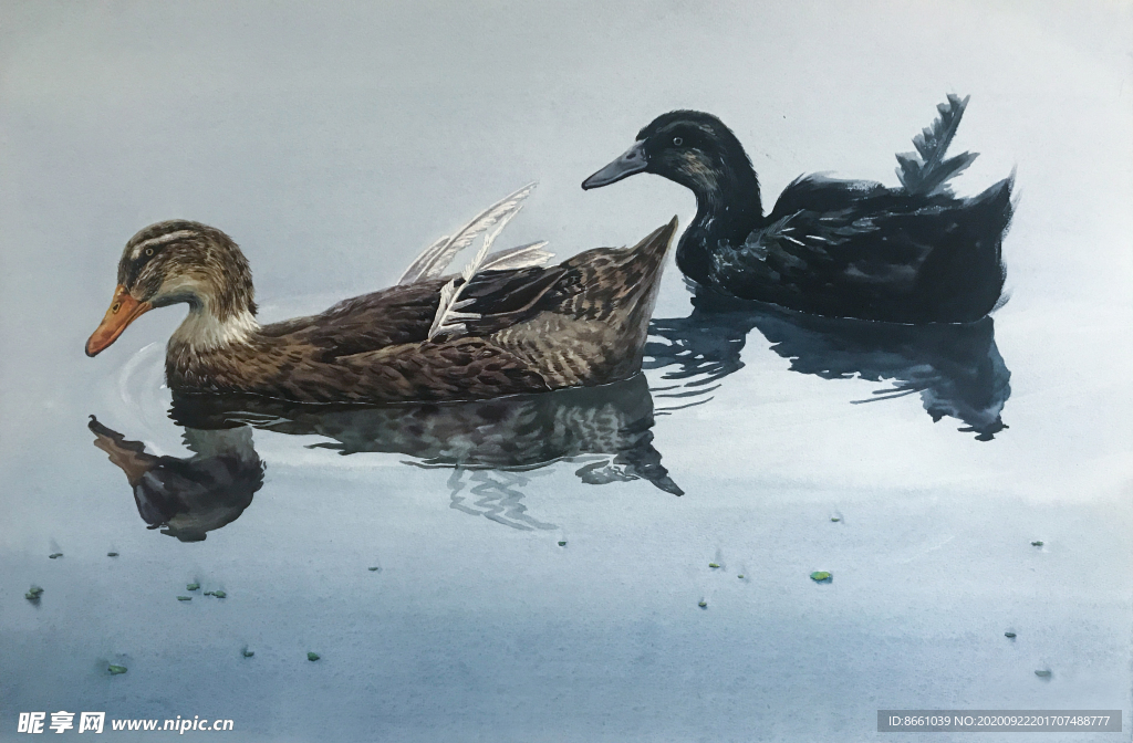 水彩画鸭子资水情