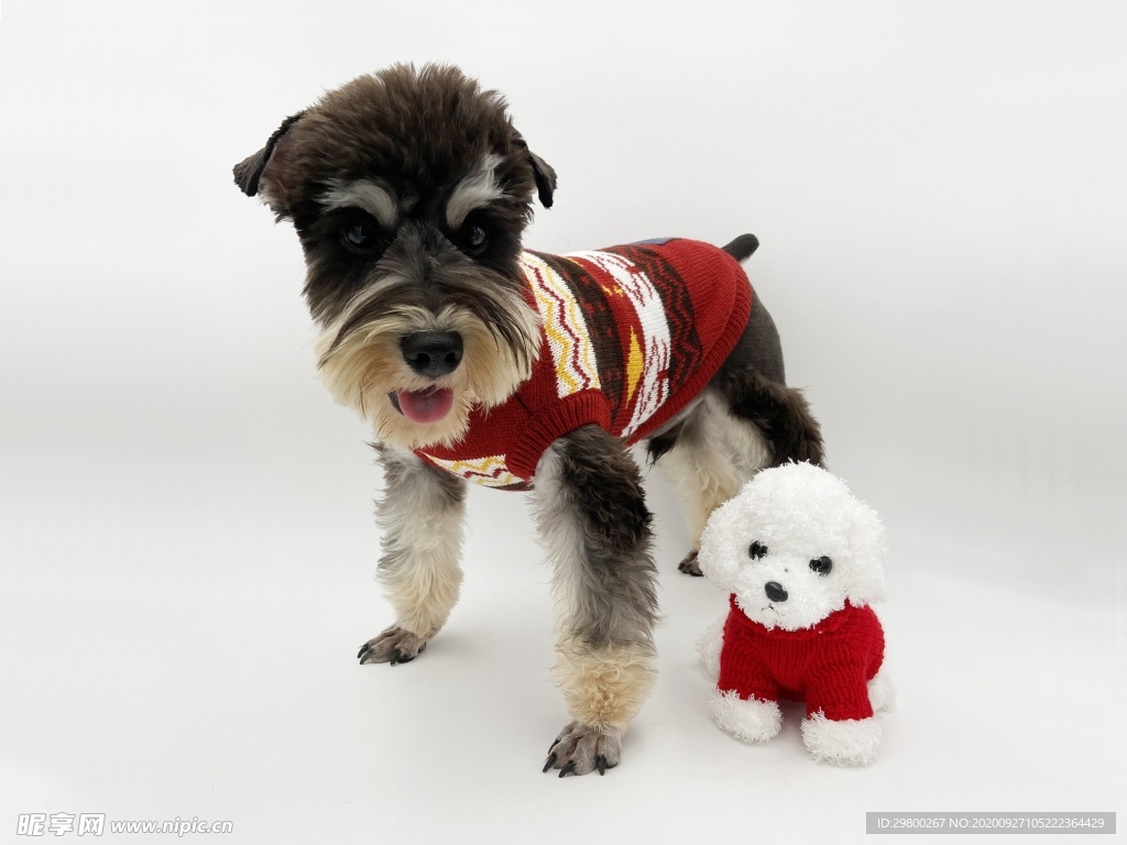 穿衣服的雪纳瑞