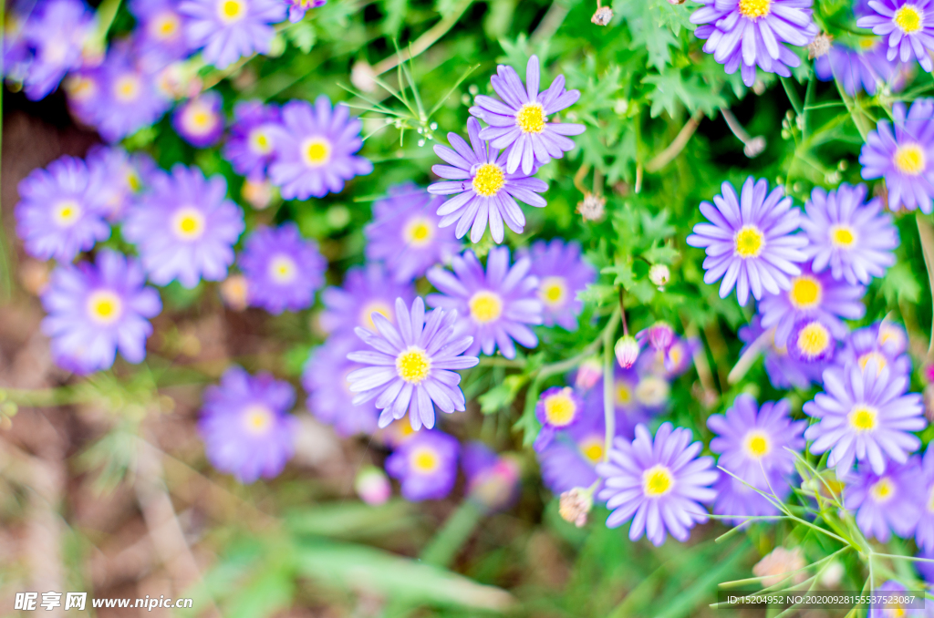 夏天的花草与植物