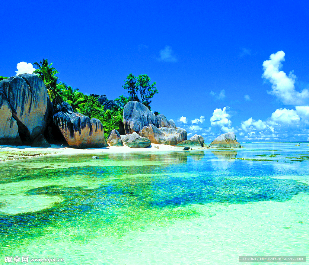 浅海礁石珊瑚浅滩绿色海藻