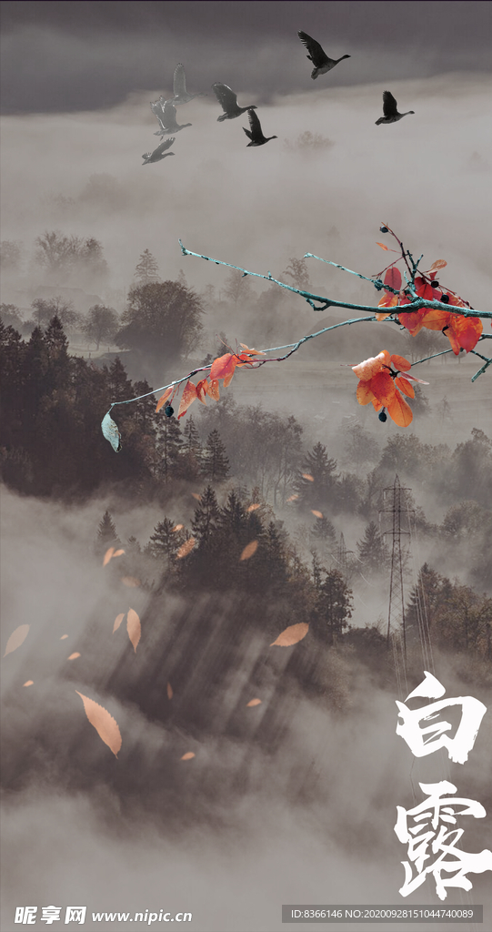 白露节气PSD海报