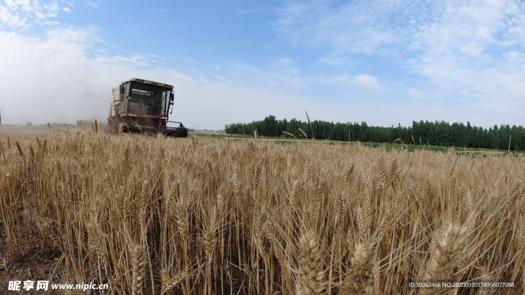 小麦收获