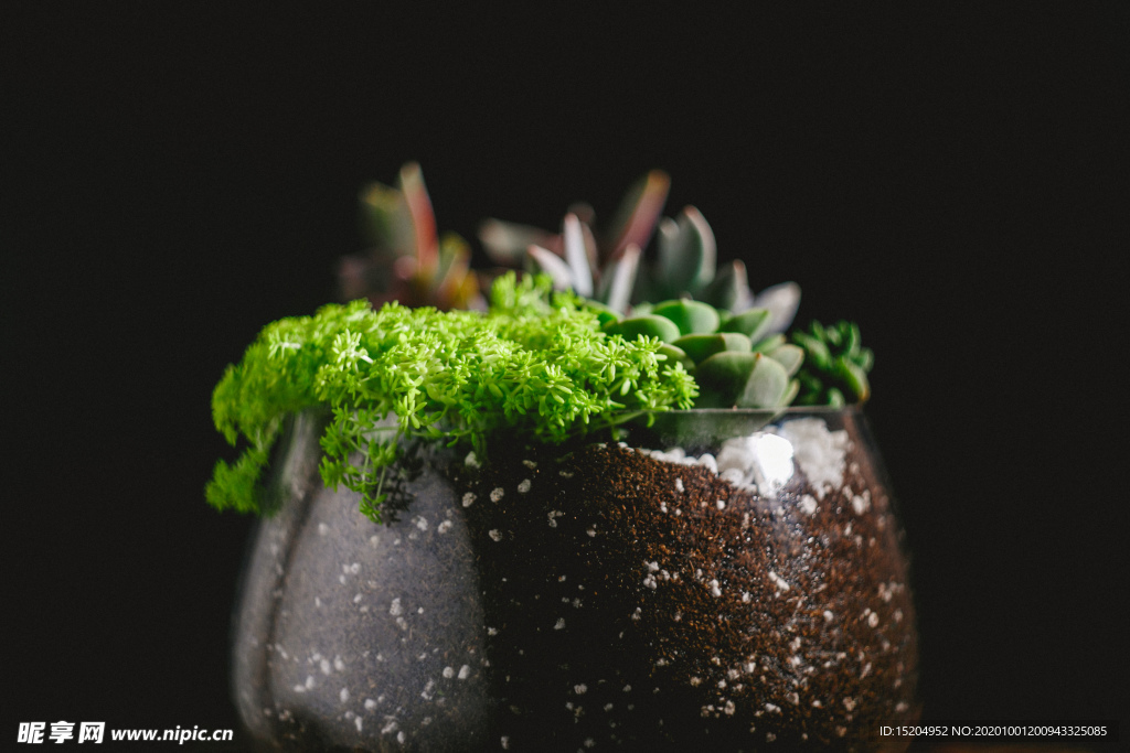 多肉植物盆景