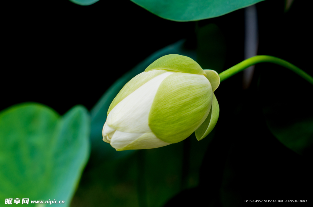 各种姿态的荷花与莲蓬