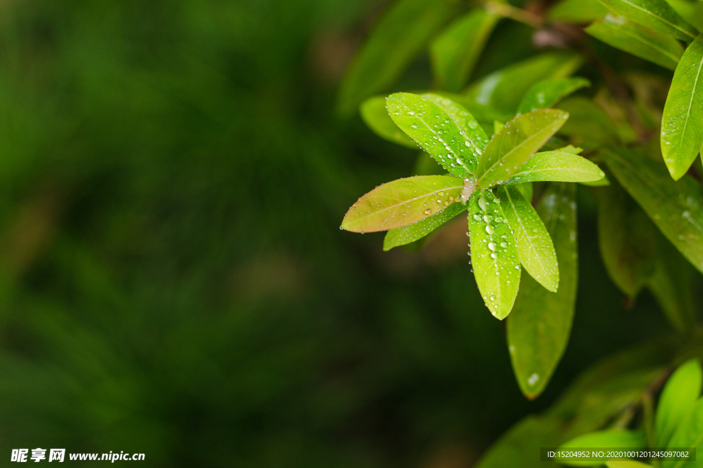 树叶水珠特写虚化纹理背景