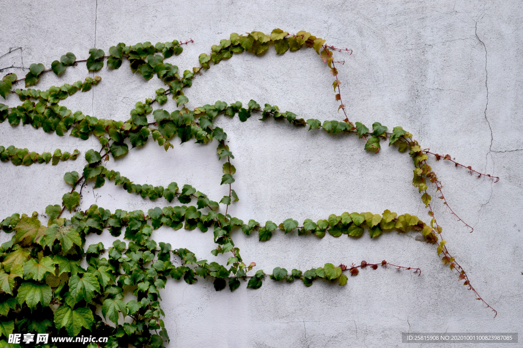 爬山虎