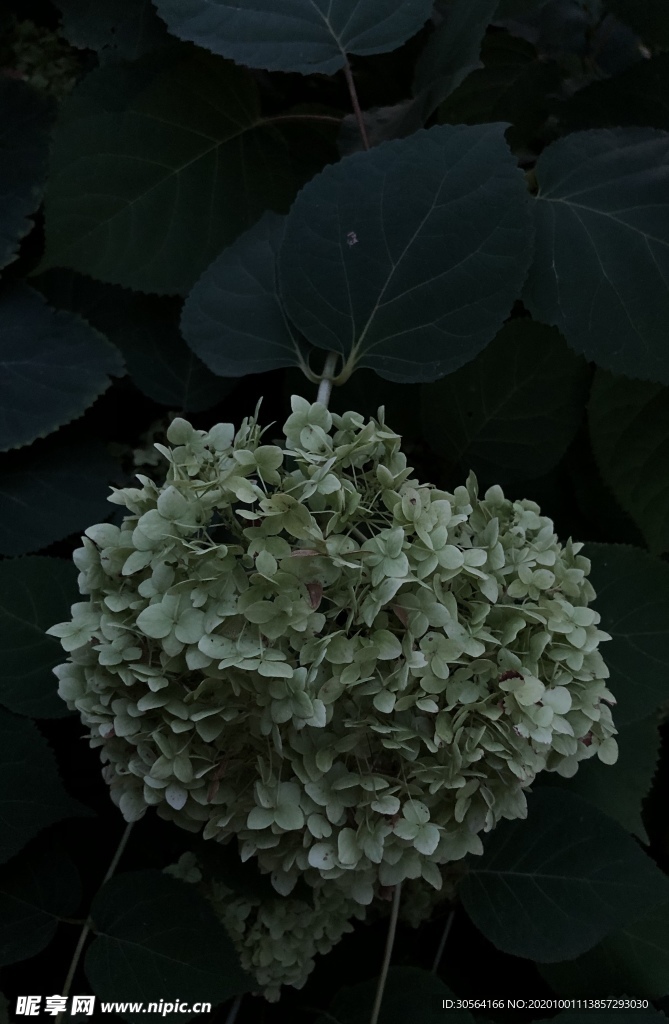 花朵植物绿色背景海报素材