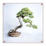 盆景 专业盆景造型图片