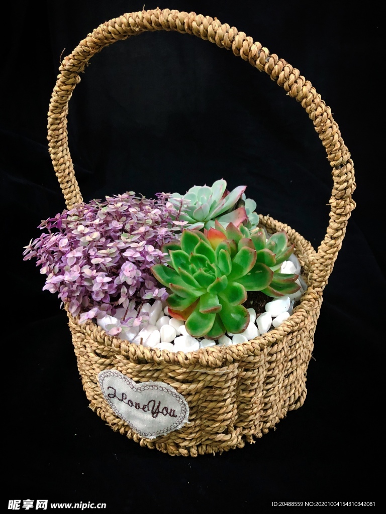 多肉篮子