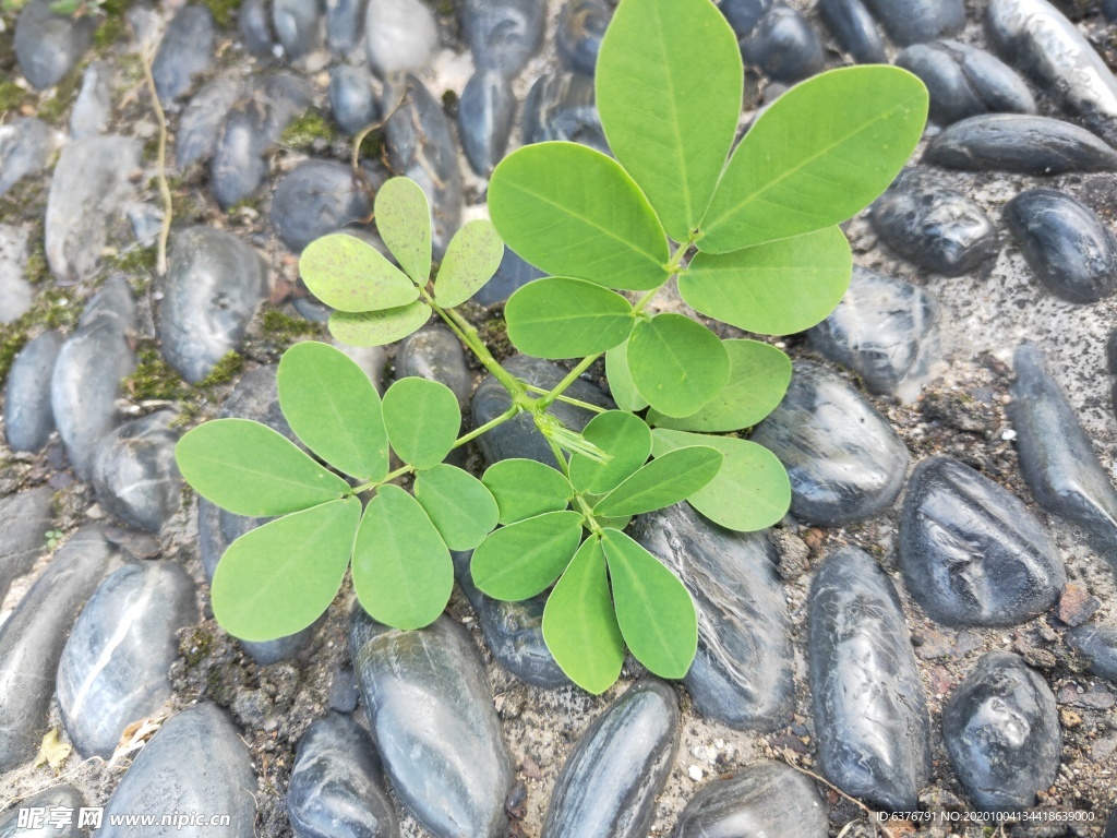 鹅卵石上 绿色 植物