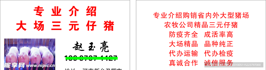 仔猪名片