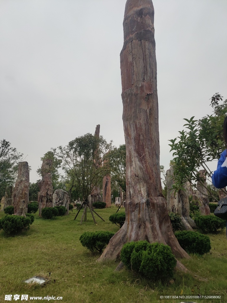 化石 古树化石 树化石 化石林