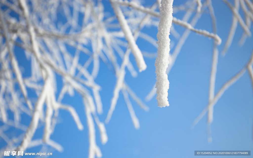 雾凇枝条