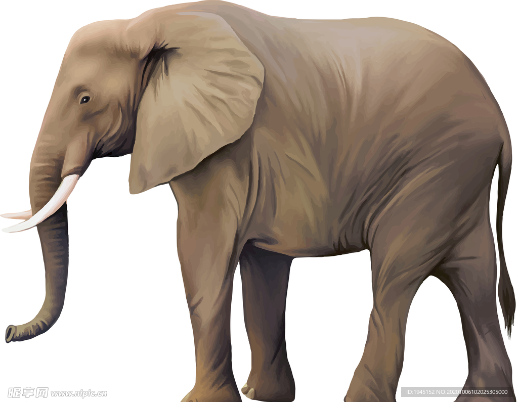 大象矢量素材
