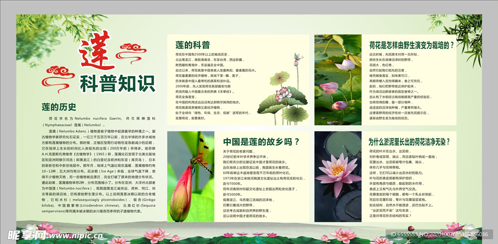 莲科普知识
