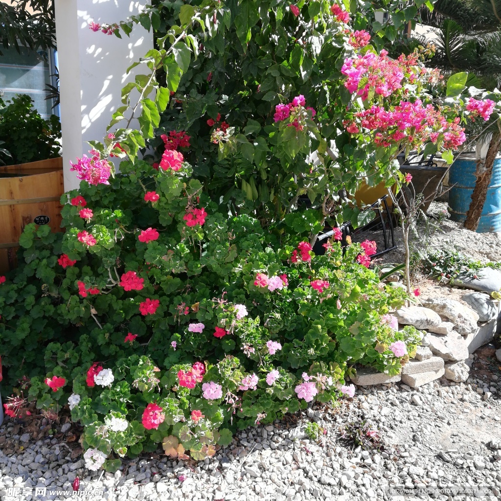 玫瑰花三角梅花卉