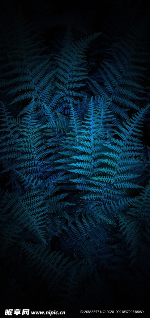 树叶 质感 高端 背景