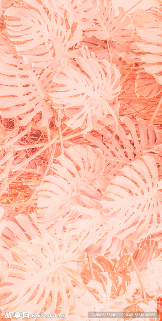 树叶 质感 时尚 背景