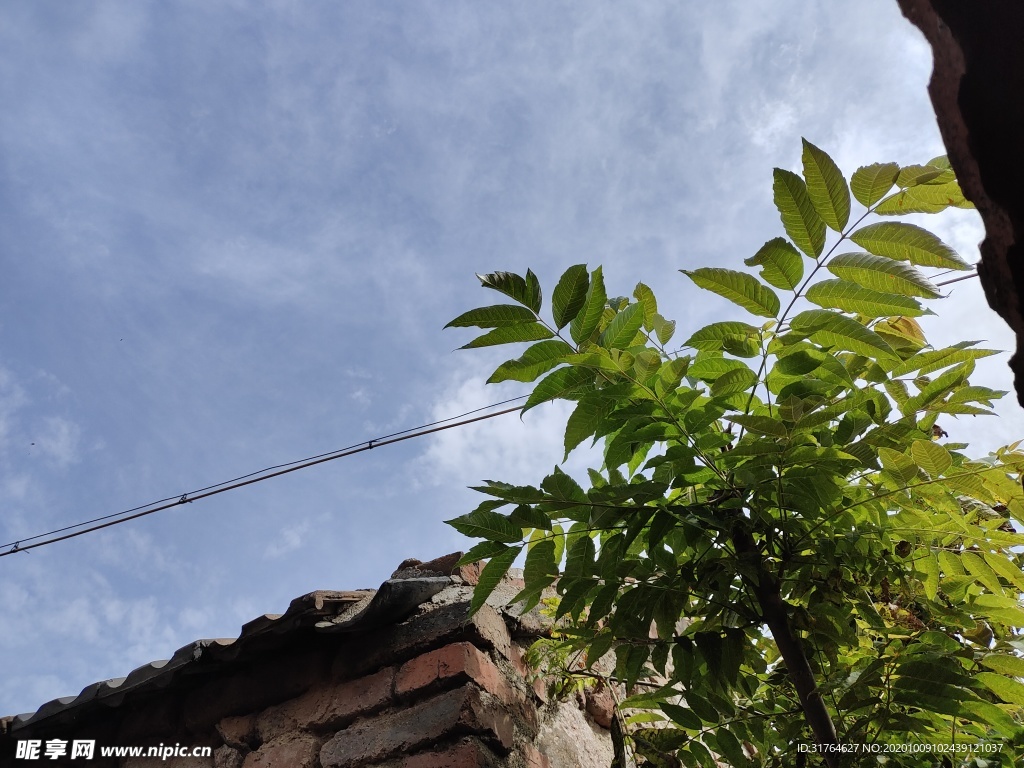 透过树叶看天空