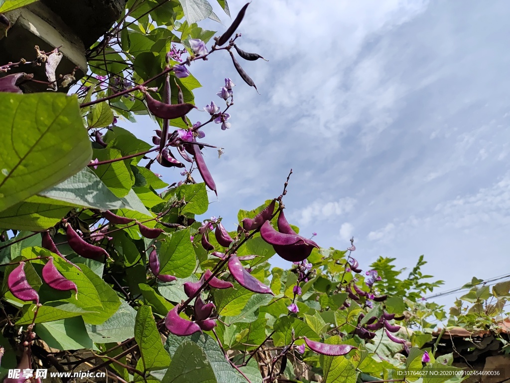 蓝天下的眉豆角