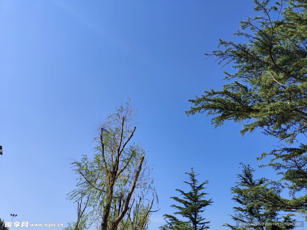 秋日里的大树和天空