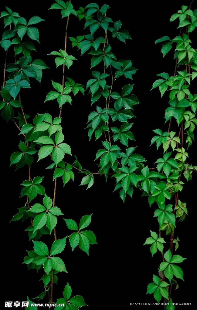 藤蔓爬山虎背景透明