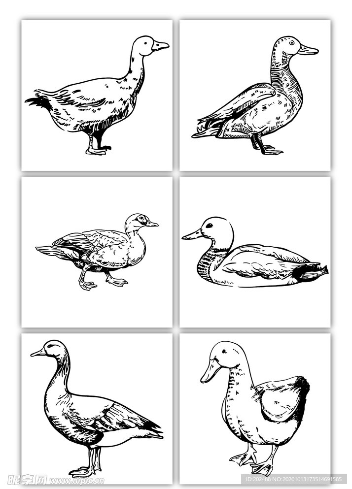 鸭子黑白线描
