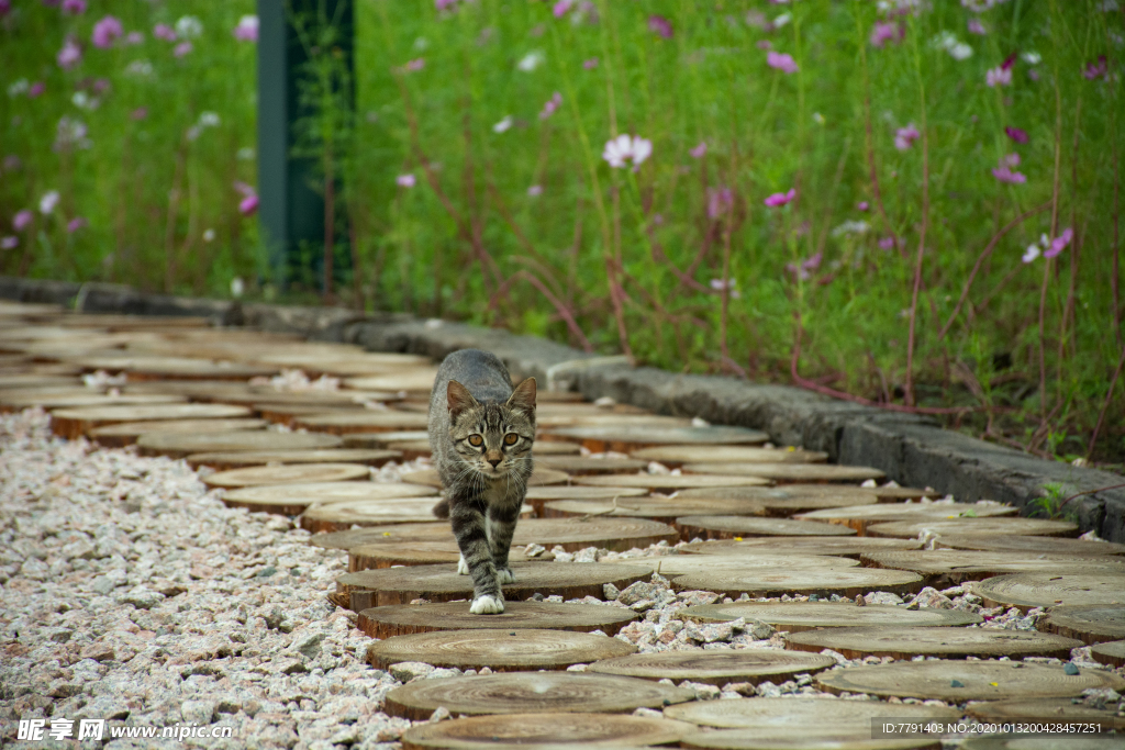 淮安白马湖三岛奇遇记猫咪