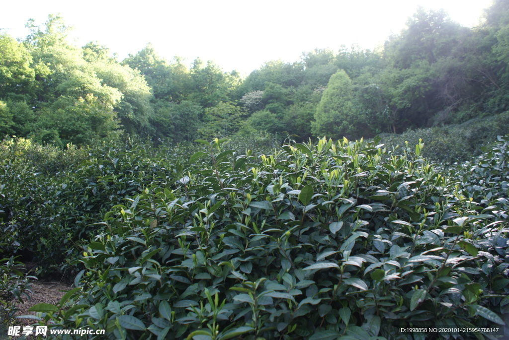 茶山拍摄