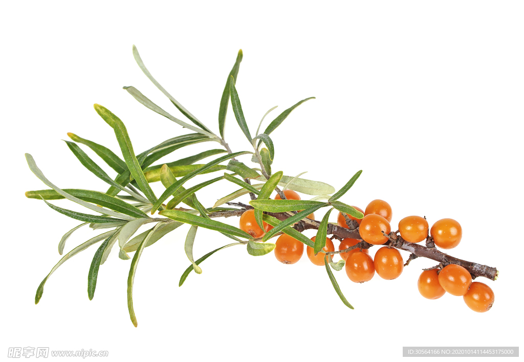 野果浆果水果背景海报素材