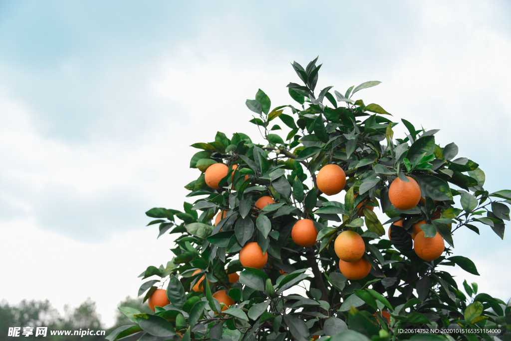 树上的橙子