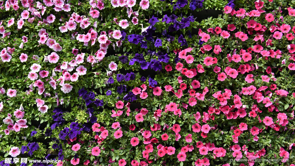 三色花朵摄影背景图片