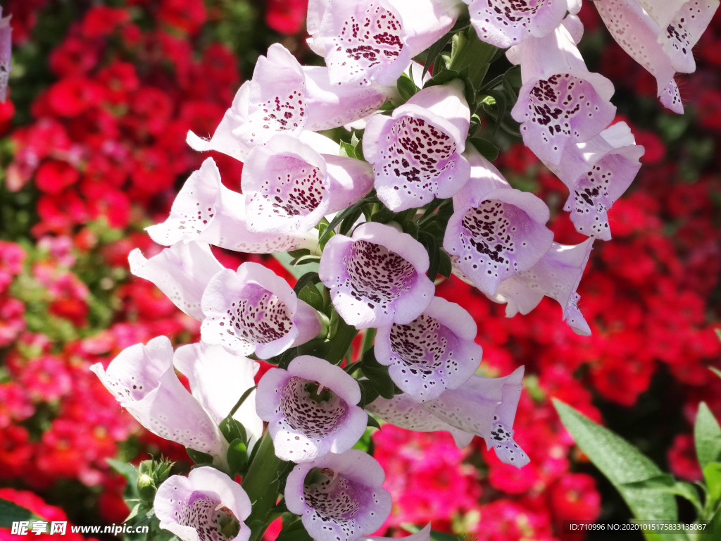 北京植物园鲜花