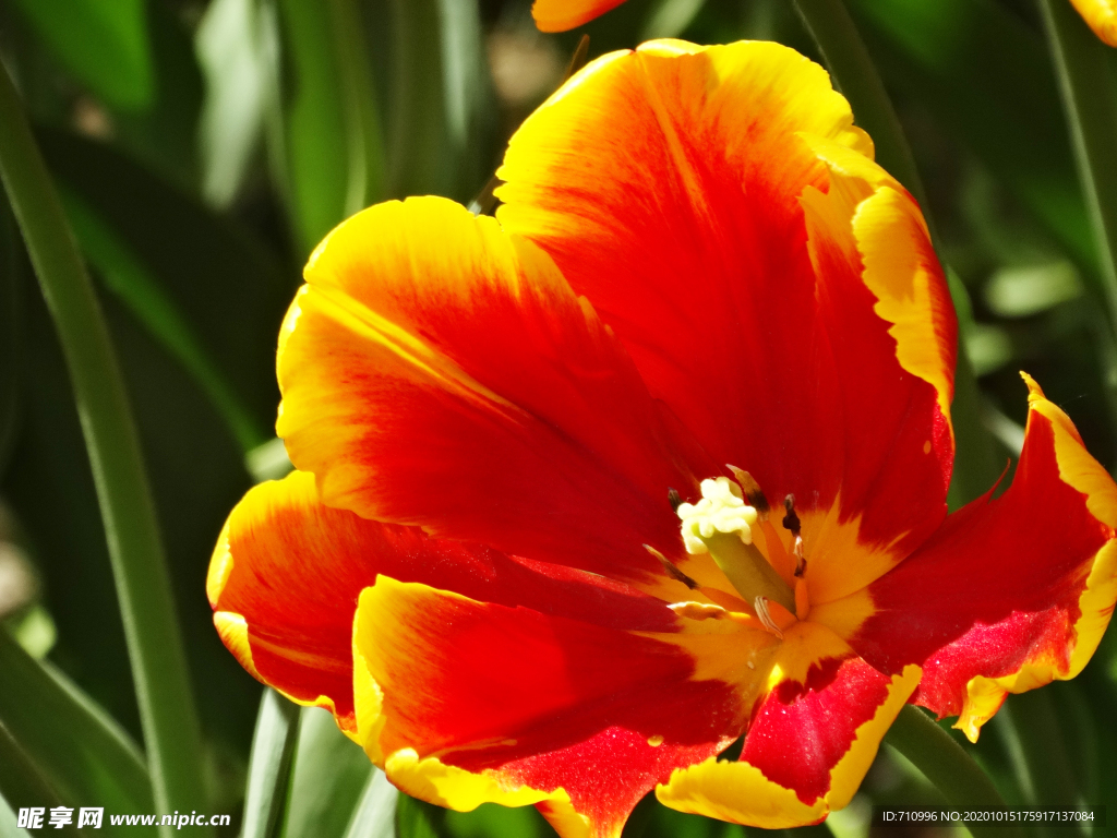 北京植物园里的鲜花